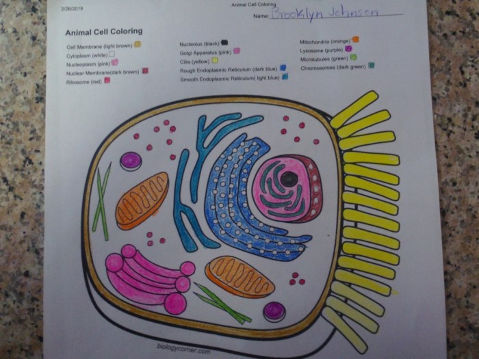 Cell biologycorner colored diagram