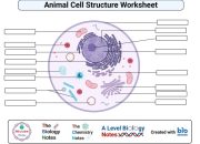 Animal Cell Coloring Key Answers Exploring Cellular Life