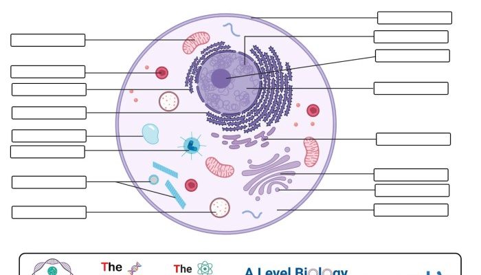 Animal Cell Coloring Key Answers Exploring Cellular Life