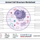 Animal cell coloring key answers