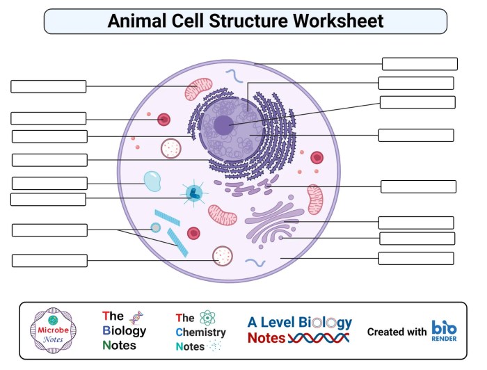 Animal cell coloring key answers