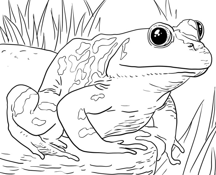 Free animal coloring books