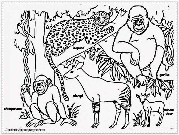 Rainforest animal coloring pages