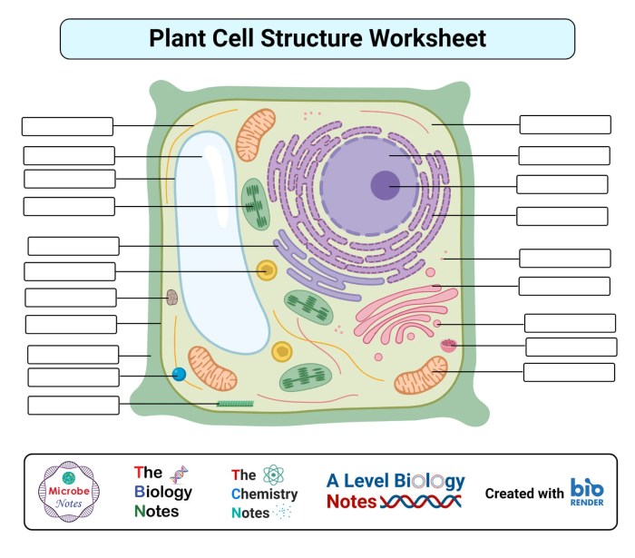 Animal cell coloring key answers