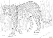 African Animals Coloring Page Get Coloring!