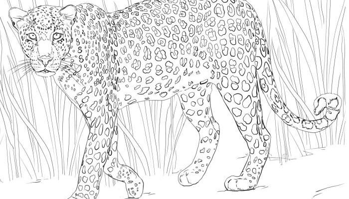 African Animals Coloring Page Get Coloring!