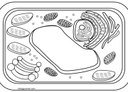 Animal Cell Coloring Biology Corner