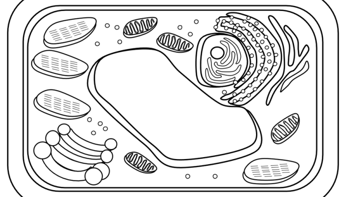 Animal Cell Coloring Biology Corner