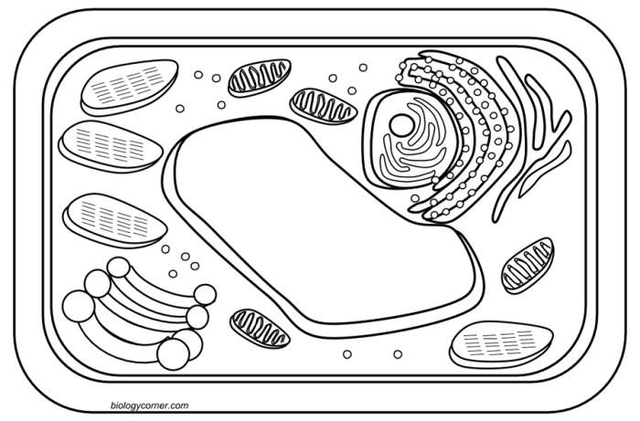 Animal cell coloring biology corner