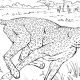 Free coloring pages realistic animals