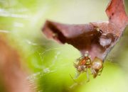 Wovon ernähren sich spinnen kinder