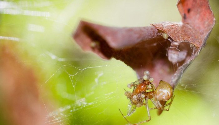 Wovon ernähren sich Spinnenkinder?