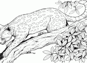 Printable Wild Animal Coloring Pages