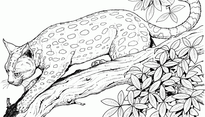 Printable Wild Animal Coloring Pages