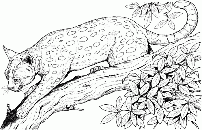 Printable wild animal coloring pages