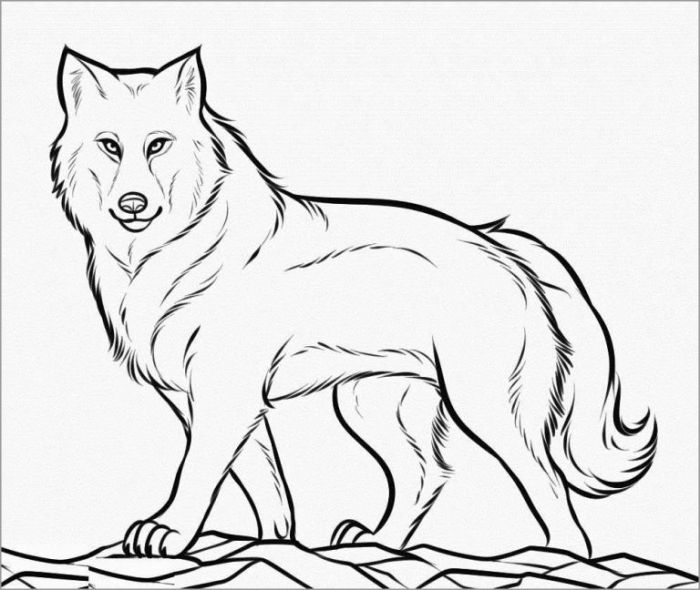 Fox wolf anime coloring pages