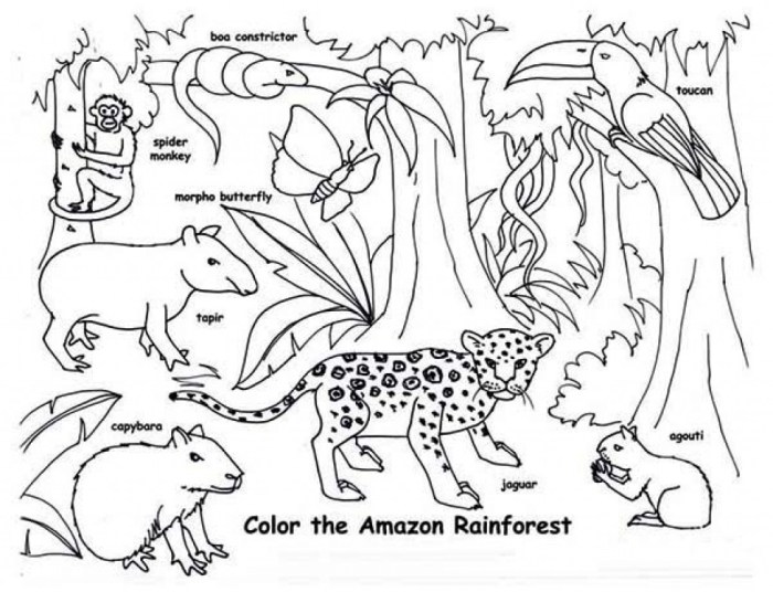 Coloring pages of jungle animals